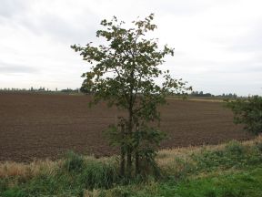 Greenwich Meridian Marker; England; Lincolnshire; Frampton Marsh